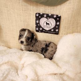F Pup 3 - Blue merle female Aussiedoodle puppy in Logansport, Indiana from Sandy Hill Farm Aussies, LLC