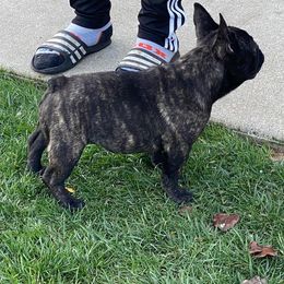 Australian Shepherds, French Bulldogs, and German Shepherds from Round of Apaws Canines