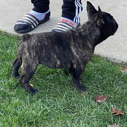 Australian Shepherds, French Bulldogs, and German Shepherds from Round of Apaws Canines