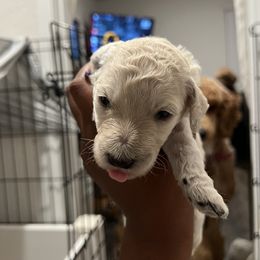 Poodle Puppies from Tyler Family Poodles
