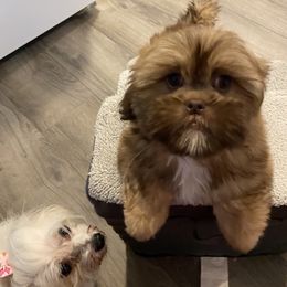 Shih Tzu Puppies from LaDawn’s Little Lions