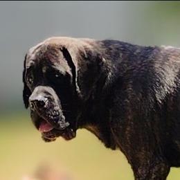 Dràke - Mastiff