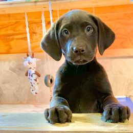 Labrador Retriever and Pembroke Welsh Corgi Puppies from FLK Corgis
