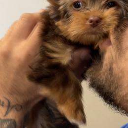 Yorkshire Terriers from WESTWAY Yorkies