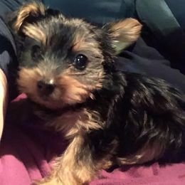Yorkshire Terrier Puppies from Yorkietopia