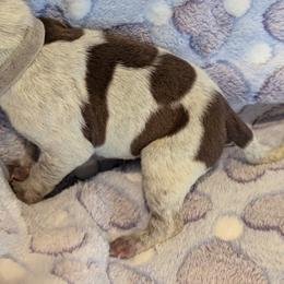 German Shorthaired Pointer Puppies from Hanaway GSPs
