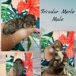 Maui - Merle male Bernedoodle puppy in Godwin, North Carolina from Farm Sweet Farm Doodles