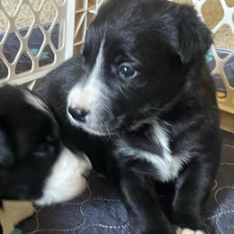 Spice - Tri-color female Border Collie puppy in Grover Hill, Ohio from Heritage Border Collies