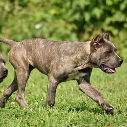 Cane Corso Puppies from Willow Creek Cane Corsos