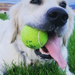 Golden Retrievers from Soul Desire Golden Retrievers