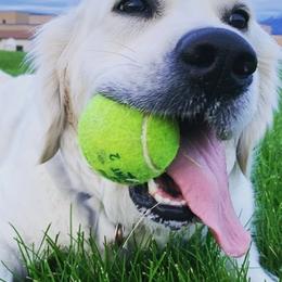 Golden Retrievers from Soul Desire Golden Retrievers