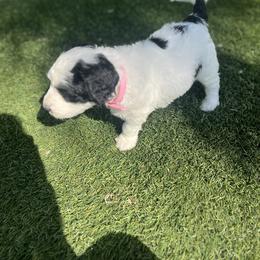 Bernedoodle Puppies from SoCal Bernedoodles