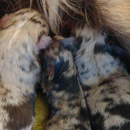 Australian Shepherd Puppies from Southern Boy Blues Aussies