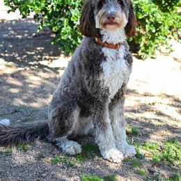 Emmy - Bernedoodle