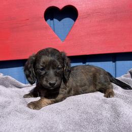 Miss White Collar - Brindle female Dachshund puppy in Willow Springs, Missouri from Krazy Acre Farm