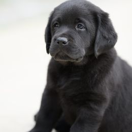 Labrador Retriever Puppies from Still Creek Labradors