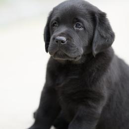 Labrador Retriever Puppies from Still Creek Labradors