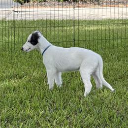Volt - White and black male Silken Windhound puppy in Magnolia, Texas from Entourage Silken Windhounds