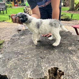 Labradoodle Puppies from Bear Creek Labradoodles