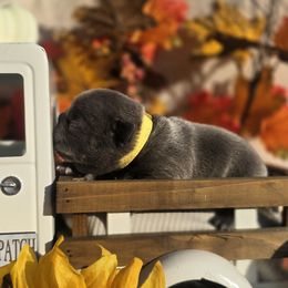 Yellow Collar Girl - Blue female French Bulldog puppy in Burleson, Texas from Diamond Deluxx Frenchies