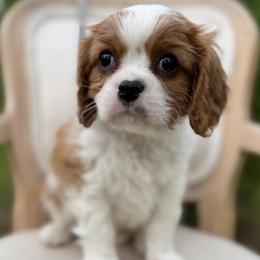 Boy 2 - male Cavalier King Charles Spaniel puppy in Piney Flats, Tennessee from Holston Mountain Cavaliers