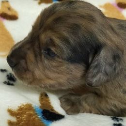 Lighter dapple boy - Dapple male Dachshund puppy in La Monte, Missouri from Wulff's East LA Puppies