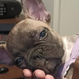 Girl 2 - Fawn and white French Bulldog puppy in Colorado from Imperial Frenchies of Colorado