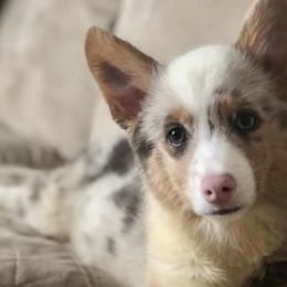 American Corgis from Copper Creek Kennels