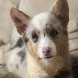 American Corgis from Copper Creek Kennels
