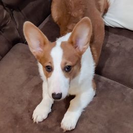 Sadie - Pembroke Welsh Corgi