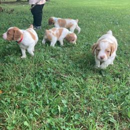 Brittany Puppies from Fox Mtn Brittanys
