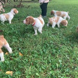 Brittany Puppies from Fox Mtn Brittanys