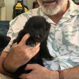 Purple Girl (Purple People Luver) - Black and white female Belgian Sheepdog puppy in Fort Wayne, Indiana from Tenebras Belgian Sheepdogs