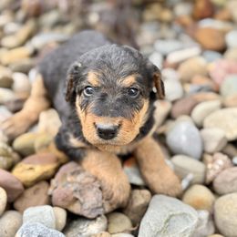 Dark Green Collared Male - Black and tan male Airedale Terrier puppy in Marshallville, Ohio from Anne's Pups