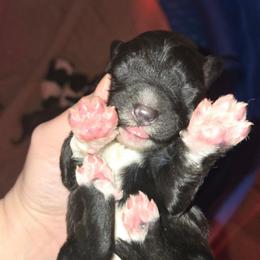 Boy 1 - Black and white male Bernedoodle puppy in Mckenzie, Tennessee from Small Town Doodles & Poodles