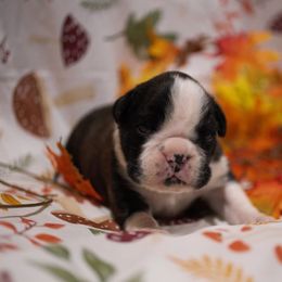 Male 3 - Brindle male Boxer puppy in Warsaw, New York from Hillview Kennels