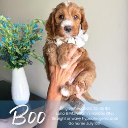 Boo - Red male Bernedoodle puppy in South Jordan, Utah from Wonderful World Doodles