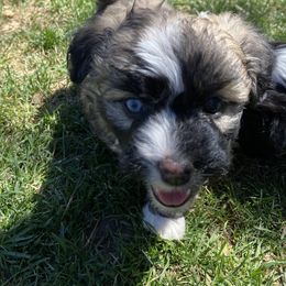 Aussiedoodle and Australian Shepherd Puppies from Sunrise Mountain Aussies