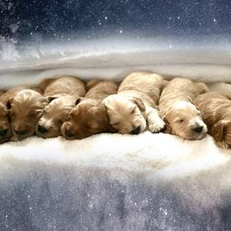 Goldendoodles from Celestial Doodles