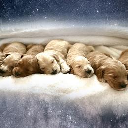 Goldendoodles from Celestial Doodles