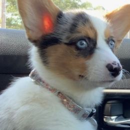 Pembroke Welsh Corgi Puppies from All About Corgis - PUPPIES DUE MID JUNE!!!