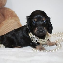 Sophie - Black and cream female Dachshund puppy in Collins, Georgia from Liberty Longhair Dachshunds
