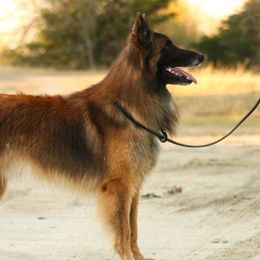 Luca - Belgian Tervuren