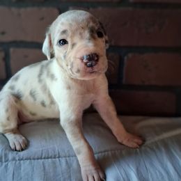 Blue Fawn Harlequin Female - Harlequin female Great Dane puppy in Cunningham, Kansas from Garden Grove Great Danes