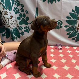 Red Girl - Red and rust female Doberman Pinscher puppy in Centralia, Missouri from TopSpots Farm