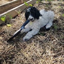 Poodle Puppies from Cuddley-Poods Moyen poodles