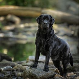 Brick - Labrador Retriever
