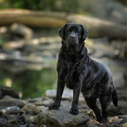 Brick - Labrador Retriever