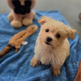 Girl 1 - White female Morkie puppy in Loxahatchee, Florida from Cristy's Morkies