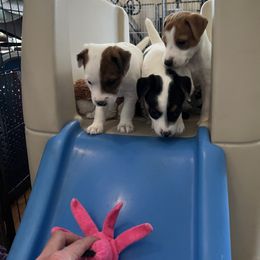Jack Russell Terrier Puppies from Shavano Creek Jack Russell Terriers, LLC